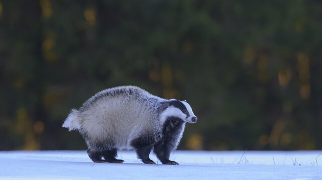 European badger (Meles meles), foraging in a snowy landscape in the last light, Swabian Alb biosphere reserve, Baden-W&uuml;rttemberg, Germany
