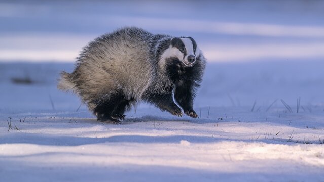 European badger (Meles meles), jumping in a snowy landscape in the last light, Swabian Alb biosphere reserve, Baden-W&uuml;rttemberg, Germany