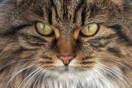 Cat, Norwegian forest cat, portrait, Baden-W&uuml;rttemberg, Germany