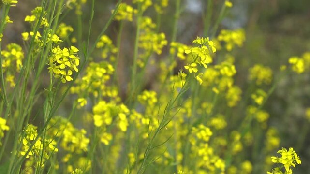 Field of blooming yellow mustard flowers. slowmotion
