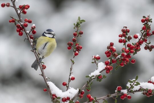 Blue tit (Parus caerulea), Emsland, Lower Saxony, Germany