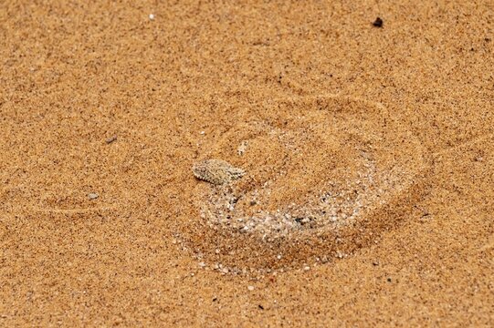 Dwarf puff adder (Bitis peringueyi) hiding in the sand, camouflage, Namib Desert, Namibia