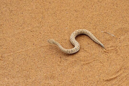 Dwarf puff adder (Bitis peringueyi) in the sand, Namib Desert, Namibia