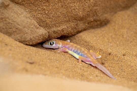 Palmato gecko (Pachydactylus rangei) digging a cave, Namib Desert, Namibia