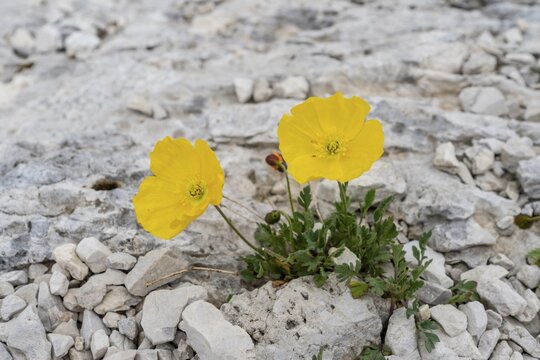 Yellow alpine poppy (Papaver alpinum) growing between stones, Brenta Mountains, Trentino, Italy