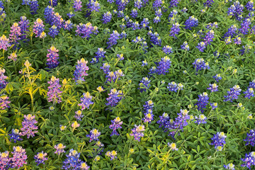 Obraz premium bluebonnet flowers and leaves, in dappled early morning sunlight, fill the image bounds, 2:3 ratio