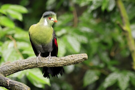 White-eared Turaco (Menelikornis leucotis), adult, alert, on tree trunk, Ethiopia, Africa, captive
