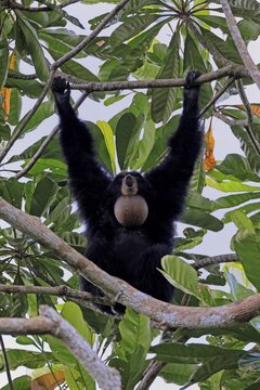 Siamang (Symphalangus syndactylus), adult, on tree, calling, Southeast Asia
