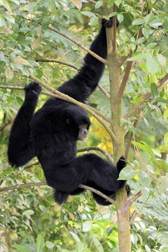 Siamang (Symphalangus syndactylus), adult, sitting on tree, alert, Southeast Asia