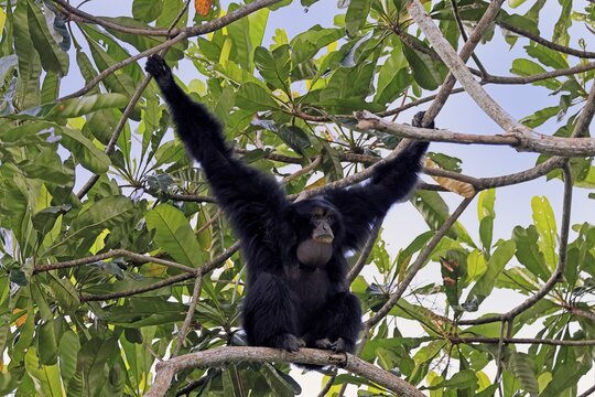 Siamang (Symphalangus syndactylus), adult, on tree, calling, Southeast Asia