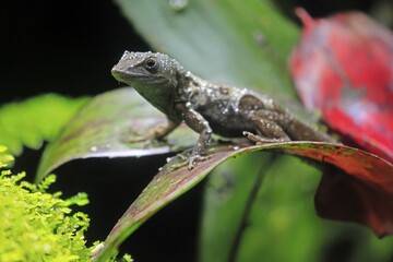 Graham's Anolis (Anolis grahami), Jamaican turquoise anole, adult, on leaf, Jamaica, Caribbean, captive, Singapore