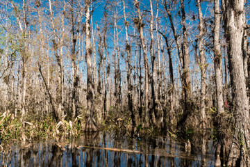 A forest with trees that are dying and a body of water. Scene is somber and melancholic