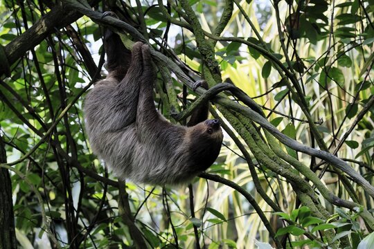 Linnaeus's two-toed sloth (Choloepus didactylus), Unau, adult, in tree, climbing, foraging, Ecuador, South America