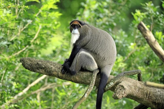 Brazzamere cat (Cercopithecus neglectus), adult, sitting, on tree, alert, Central Africa