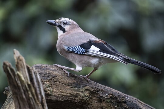 Eurasian jay (Garrulus glandarius), Emsland, Lower Saxony, Germany