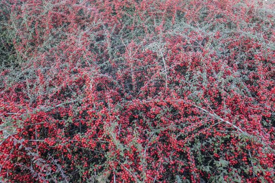 Fan-shaped cotoneaster (Cotoneaster horizontalis), Emsland, Lower Saxony, Germany