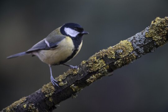 Great Tit (Parus major), Emsland, Lower Saxony, Germany