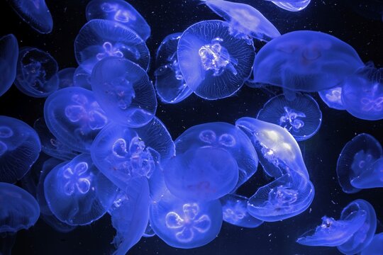 Jellyfish, moon jellyfish (Aurelia aurita) in the Ozeaneum, Hanseatic city of Stralsund, Mecklenburg-Western Pomerania, Germany