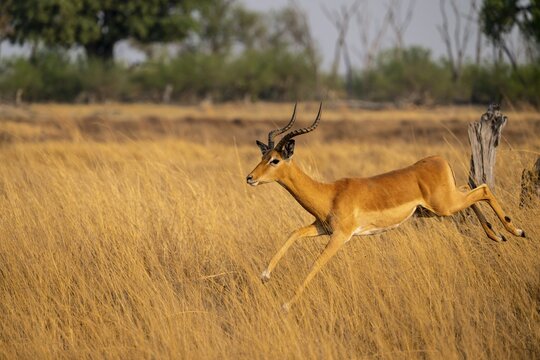 Impala (Aepyceros melampus) male jumping, running, on the run, Xakanaxa, Okavango Delta, Moremi Game Reserve, Botswana