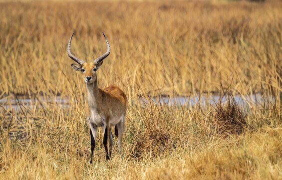 Letschwe or lychee moor antelope (Kobus leche), adult male, Xakanaxa, Okavango Delta, Moremi Game Reserve, Botswana