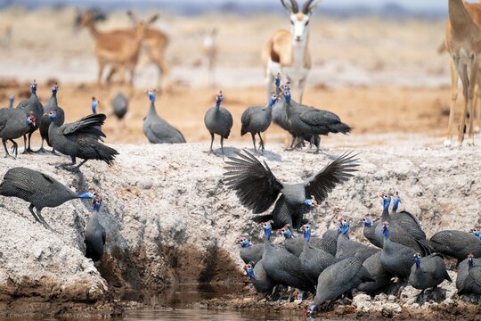 Helmet guinea fowl (Numida meleagris), swarm at the waterhole, Nxai Pan National Park, Botswana