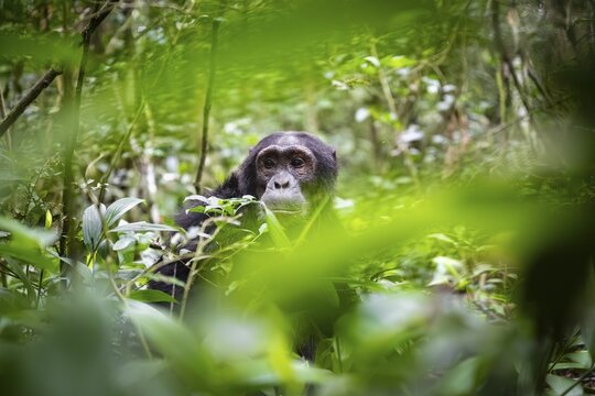 Chimpanzee (Pan Troglodytes), male looking thoughtfully, on the ground, mood, green jungle in Kibale National Park, Uganda