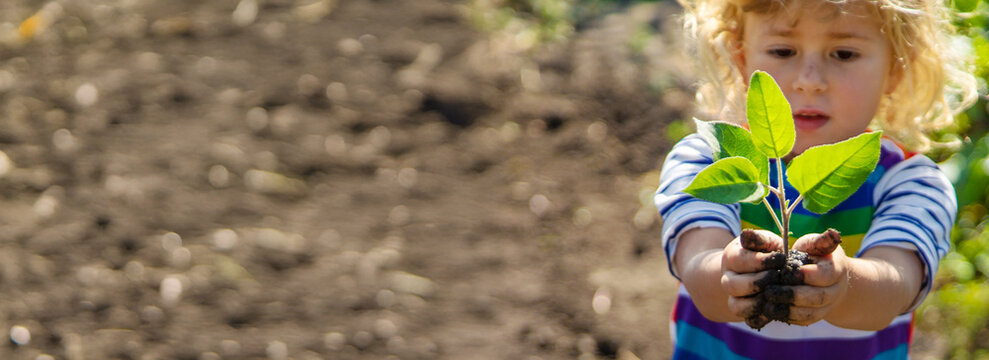 Child Planting a Tree. Selective Focus.