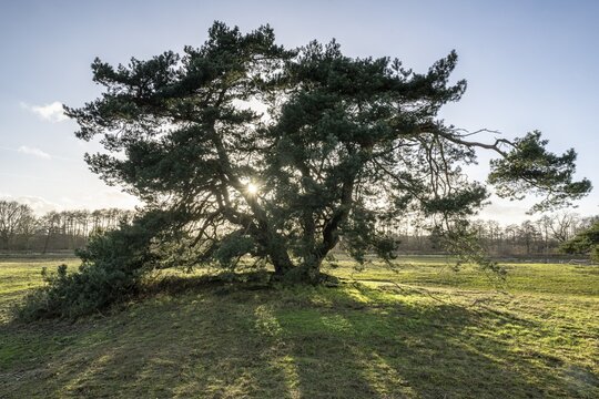 Old Scots pine (Pinus sylvestris), Emsland, Lower Saxony, Germany
