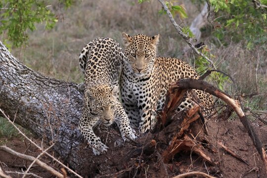 Leopard (Panthera pardus), adult, pair, alert, on tree trunk, Sabi Sand Game Reserve, Kruger NP, Kruger National Park, South Africa