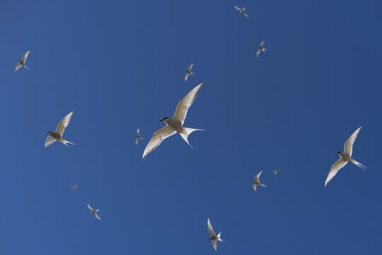 Arctic terns (Sterna paradisea) in flight, Reykjanes, Iceland