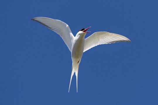 Arctic Arctic Tern (Sterna paradisea) in flight, Reykjanes, Iceland