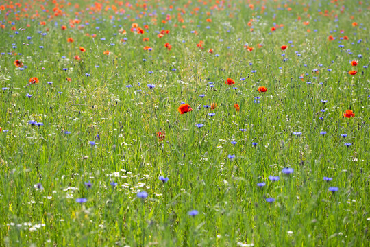 Mohnblumen und kornblumen auf den Wiesen.