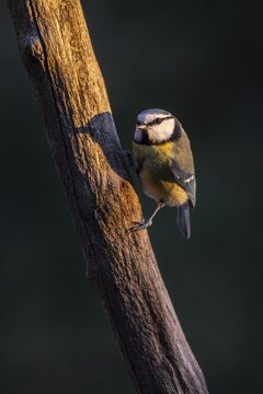 Blue Tit (Parus caerulea), Emsland, Lower Saxony, Germany