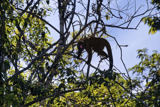 Red Nosed Bearded Saki, Chiropotes albinasus, Amazon basin, Brazil