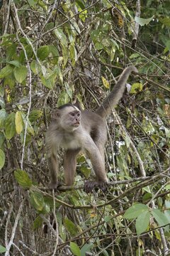 White fronted capuchin, Cebus albifrons, Amazon basin, Brazil