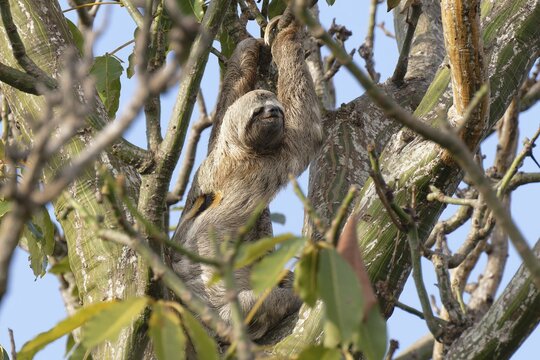 Brown throated Three toed Sloth, Bradypus variegatus, in a tree, Amazon basin, Brazil