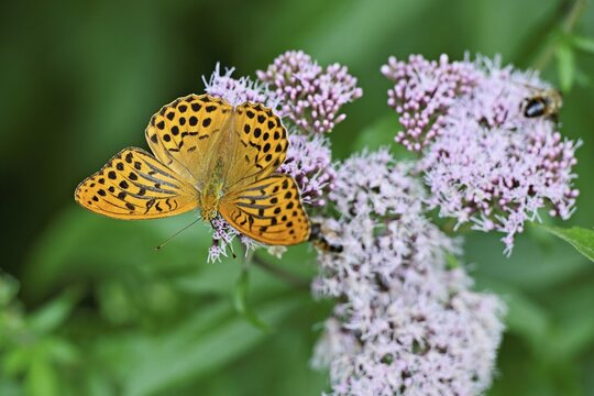 Silver-washed fritillary (Argynnis paphia), on common water eupatorium (Eupatorium cannabinum rosa), Switzerland