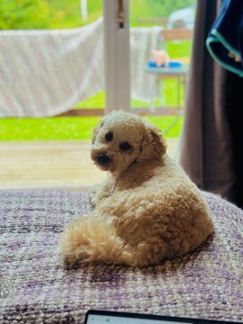 Sassy little puppy looking at camera head turned