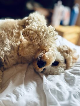Cute puppy upside down playing good for the soul, mindfulness,