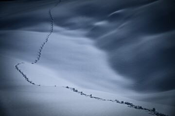 Single animal track in snowy winter landscape, Balderschwang, Oberallgäu, Bavaria, Germany