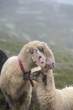 Mother with young, white domestic sheep on an alpine meadow, Berliner H&ouml;henweg, Zillertal Alps, Tyrol, Austria