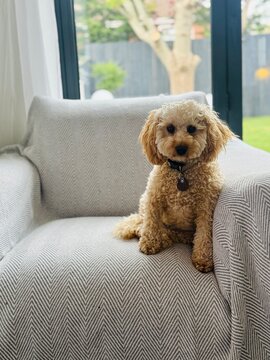 Cute teddy bear puppy sitting on huge comfy chair