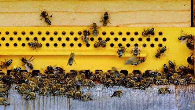 Honey bees busily entering and exiting a yellow beehive structure in a close-up shot