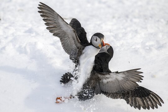 Two puffin (Fratercula arctica) fighting in the snow, Hornoya Island, Horn&oslash;ya, Vard&oslash;, Varanger Peninsula, Troms og Finnmark, Norway