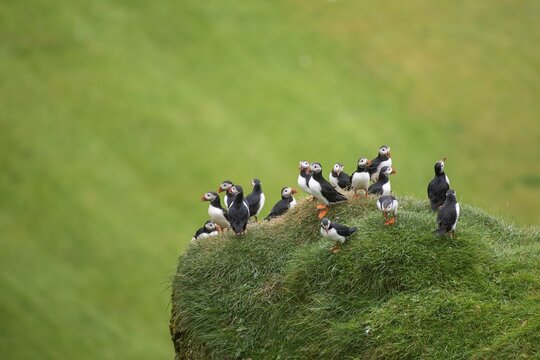 Puffin (Fratercula arctica) sitting on a grassy rock, Heimaey Island, Westman Islands, Vestmannaeyjar, Su&eth;urland or South Iceland, Iceland