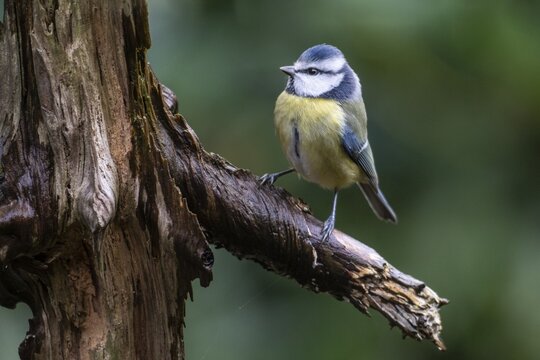 Blue Tit (Parus caerulea), Emsland, Lower Saxony, Germany