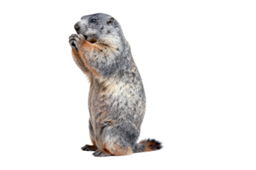 Standing Alpine Marmot with Claws Raised