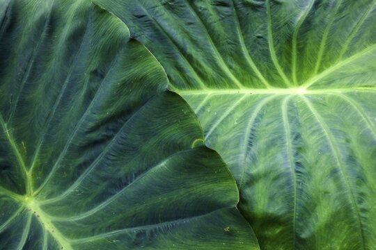 Leaf of the giant elephant ear, also known as giant taro (Alocasia macrorrhizos), close-up, Madeira, Portugal