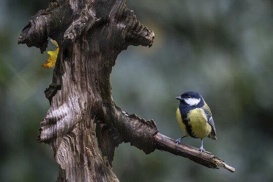 Great Tit (Parus major), Emsland, Lower Saxony, Germany
