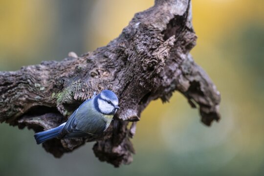 Blue Tit (Parus caerulea), Emsland, Lower Saxony, Germany